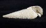Cerithium (Cerithioclava) dalli OLSSON & PETIT 1964  - Bild © FossNet FossilienStore